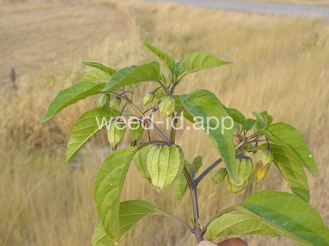 groundcherry, longleaf